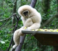 Monkeyland: Atlas the Gibbon